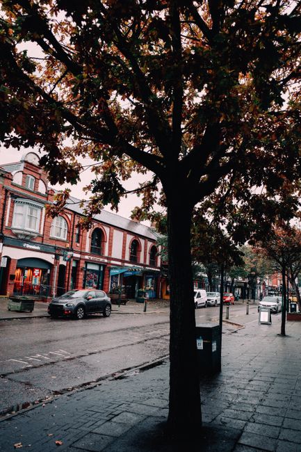 A street scene on a cloudy day with a large tree in the foreground, its branches and leaves extending over the pavement and street. The tree's trunk is dark and textured, and the leaves are a mix of dark green and reddish-brown, indicating autumn. On the street, there are parked cars, including a silver vehicle nearest to the camera, and a few moving cars further down. The sidewalk area is lined with a black litter bin and a few other street furniture items. Behind the tree, there are two-story buildings with brick facades, large windows, and shopfronts, some of which have awnings. The scene is softly lit with overcast sky, and the overall setting appears to be in a residential or commercial area suitable for home relocations or furniture transport, which is consistent with the services offered by Man and Van Belsize Park.